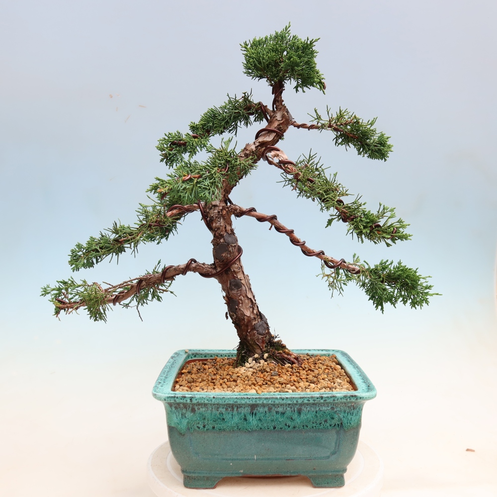 Bonsaï d'extérieur - Juniperus chinensis Kishu
