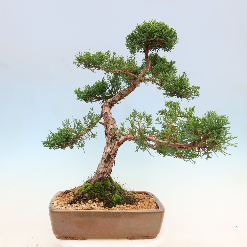 Bonsaï d'extérieur - Juniperus chinensis Kishu