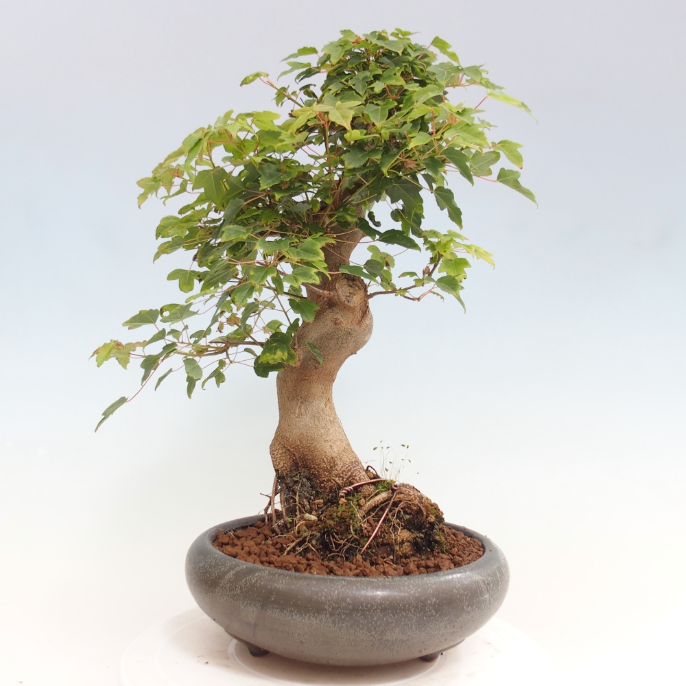 Bonsaï d'extérieur - Acer Buergerianum - Burger Maple