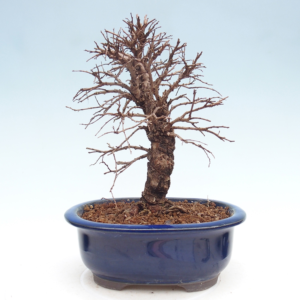 Bonsaï d'extérieur - Zelkova - Zelkova NIRE