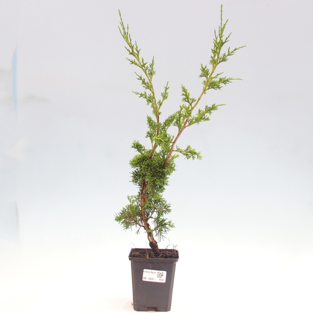Bonsaï d'extérieur - Juniperus chinensis Itoigawa