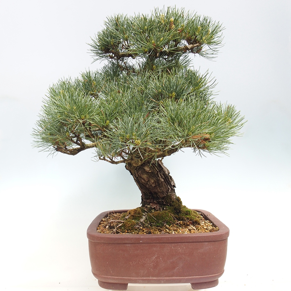 Bonsaï d'extérieur - Pinus parviflora - Pinus parviflora