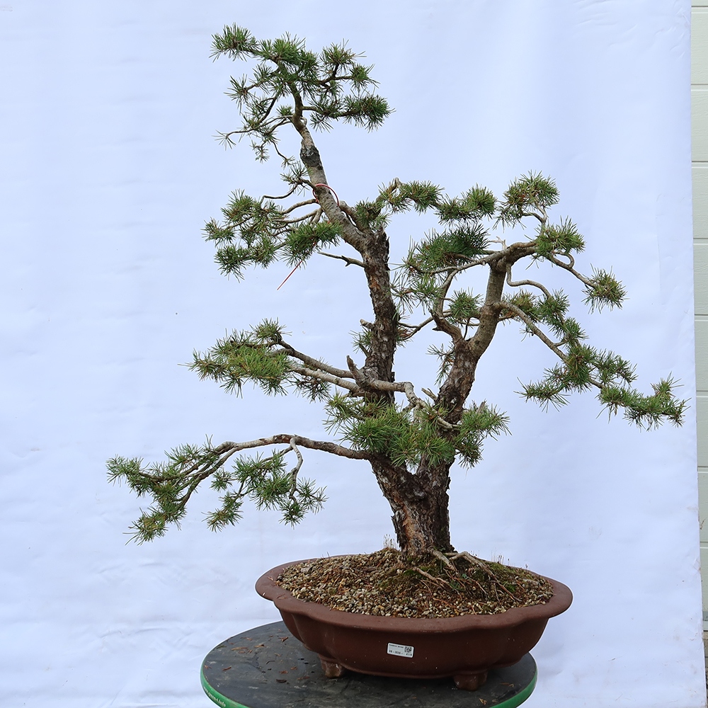 Pinus sylvestris Espagne - pin sylvestre