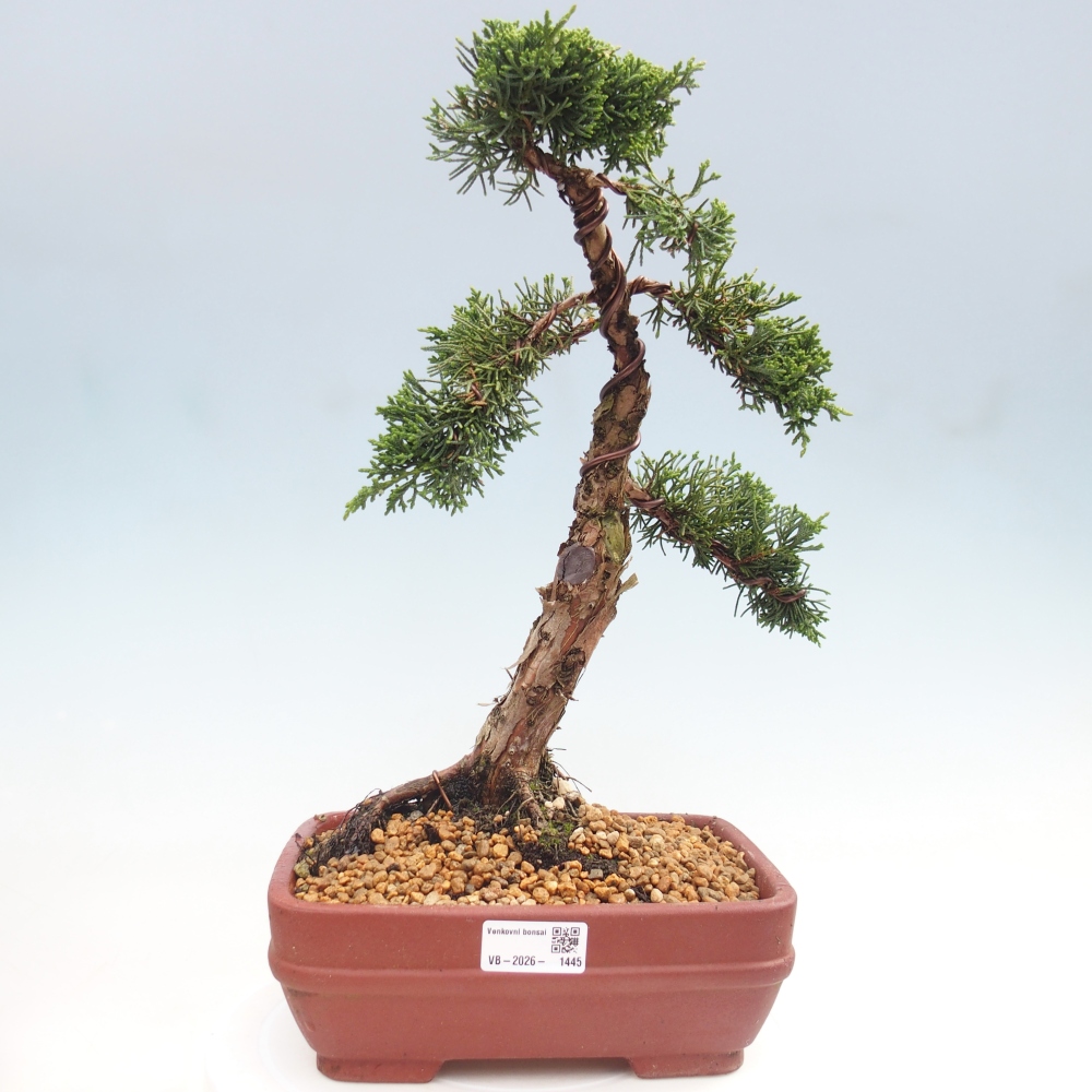 Bonsaï d'extérieur - Juniperus chinensis Kishu