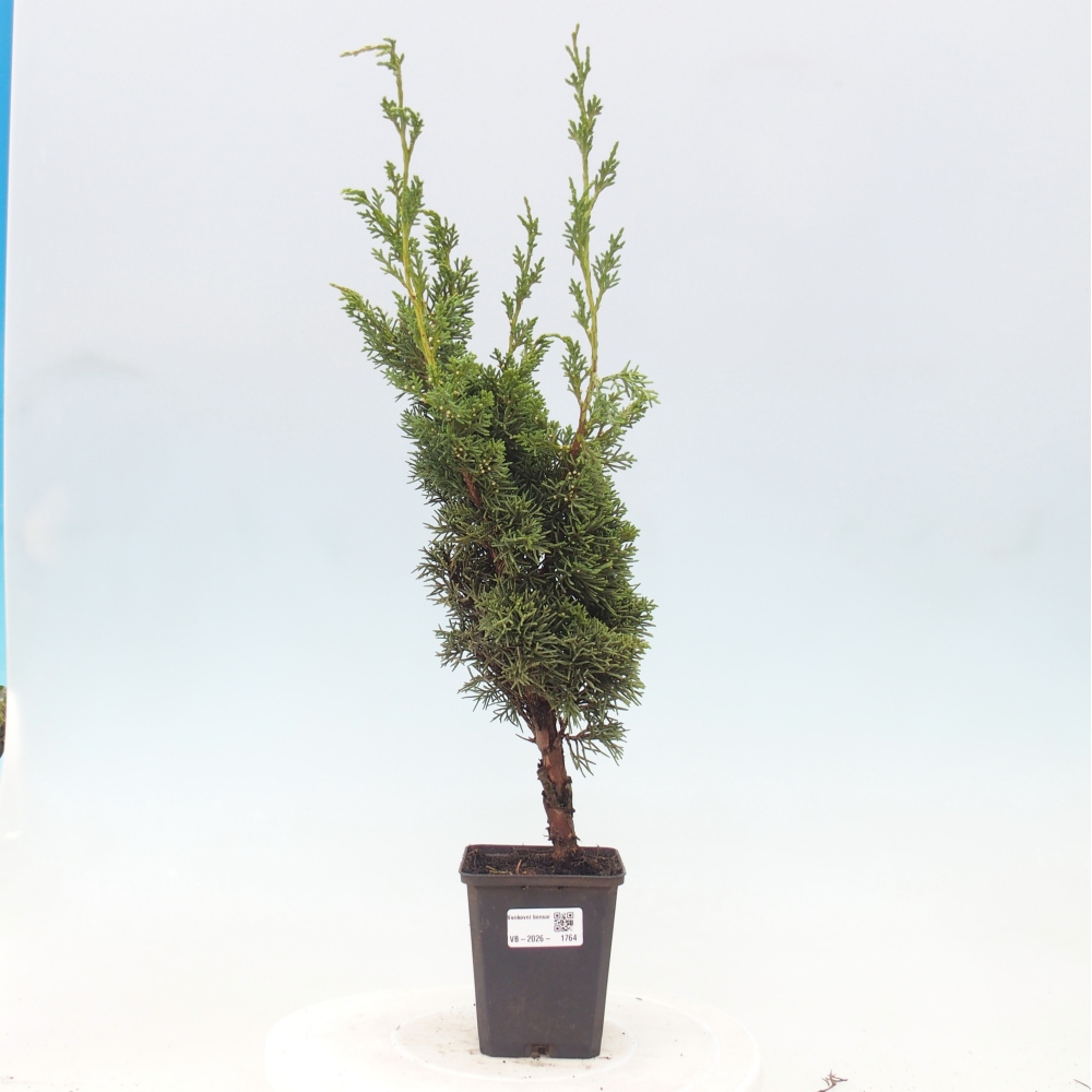 Bonsaï d'extérieur - Juniperus chinensis Kishu