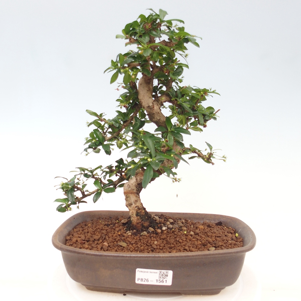 Bonsaï de chambre - Carmona macrophylla - Tea fuki