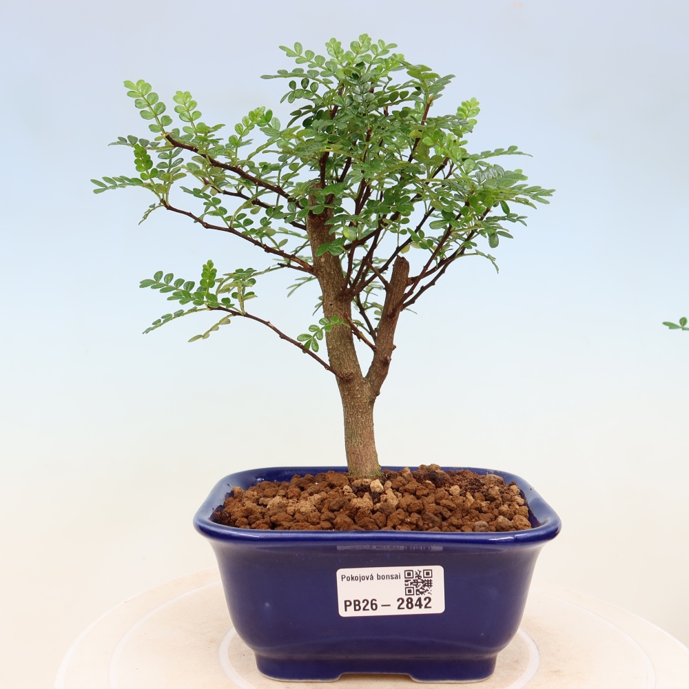 Salle bonsaï - Zantoxylum piperitum - arbre à poivre