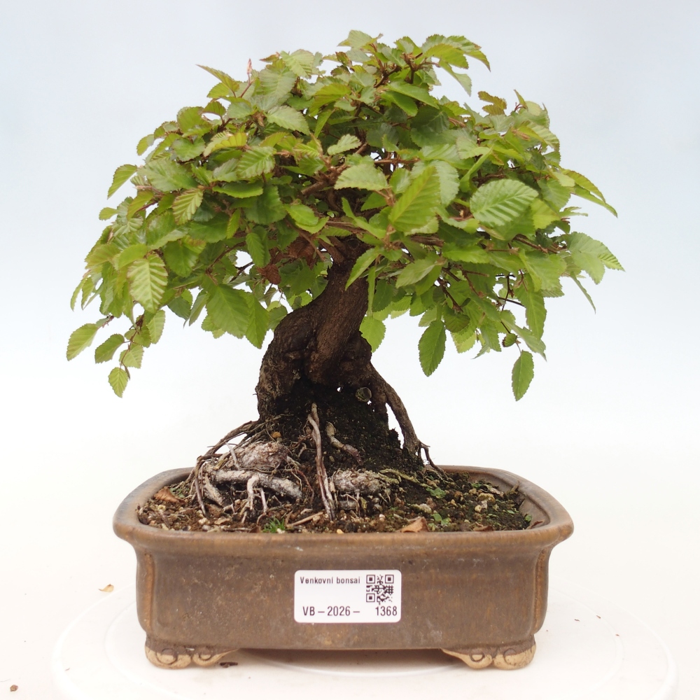 Bonsaï d'extérieur -Carpinus CARPINOIDES - Charme de Corée