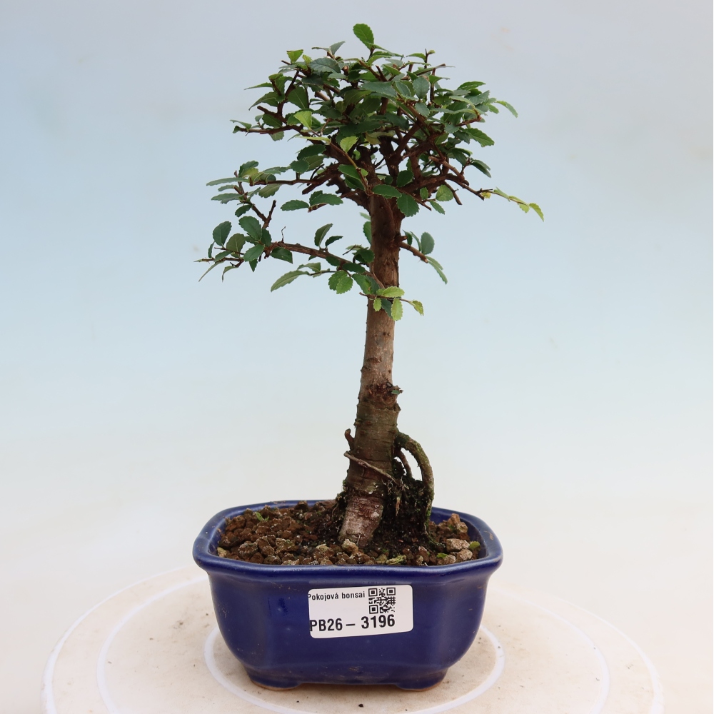 Bonsaï de chambre - Ulmus parvifolia - Orme à petites feuilles