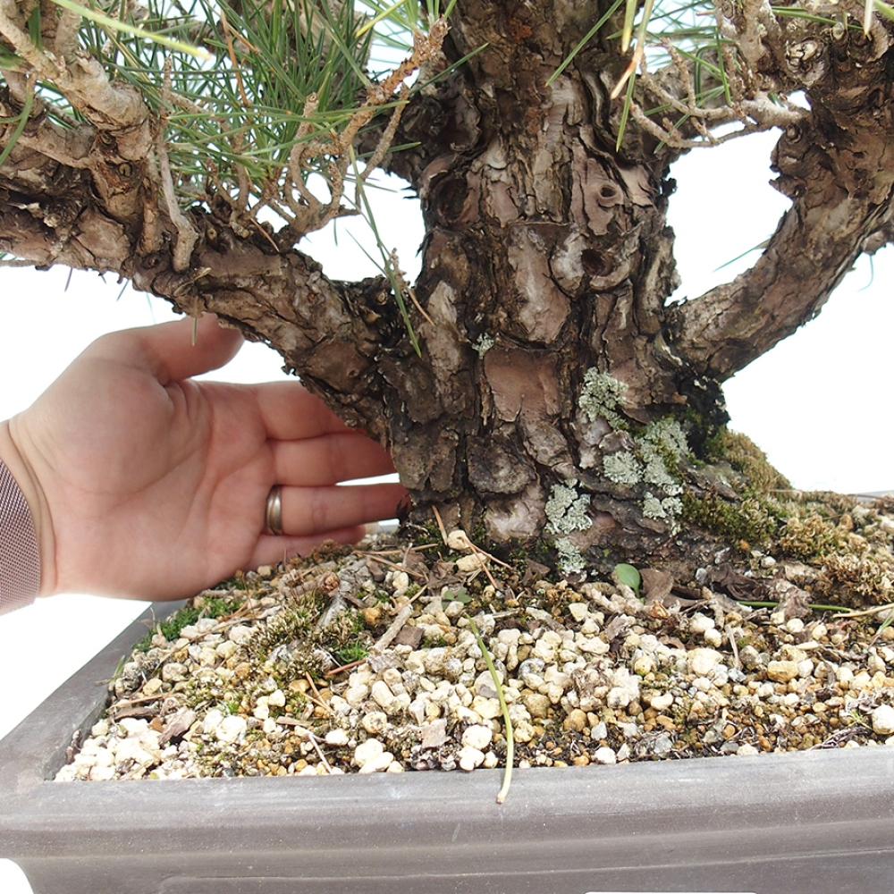 Bonsaï d'extérieur - Pinus thunbergii - Pin de Thunberg