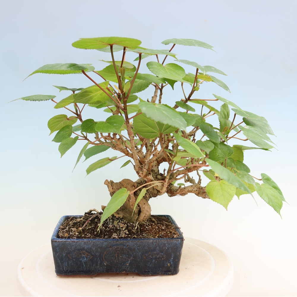 Bonsaï d'intérieur - Hibiscus tiliaceus - Hibiscus de mer