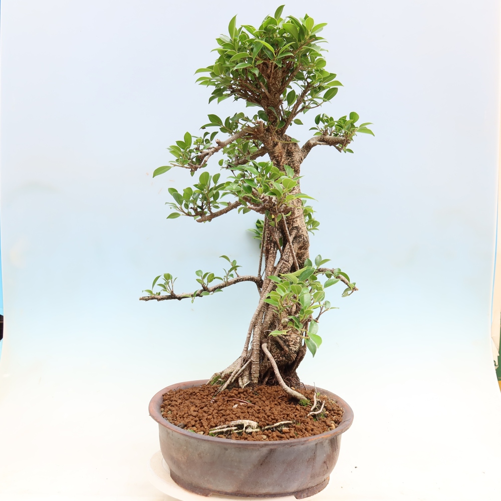 Salle bonsaï - Ficus kimmen - ficus à petites feuilles