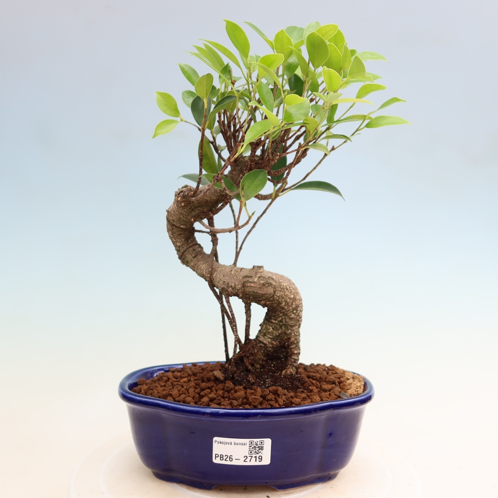 Salle bonsaï - Ficus kimmen - ficus à petites feuilles