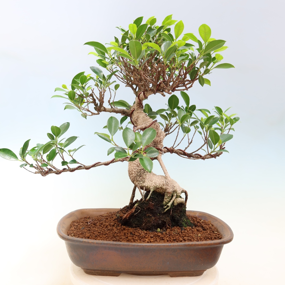 Salle bonsaï - Ficus kimmen - ficus à petites feuilles