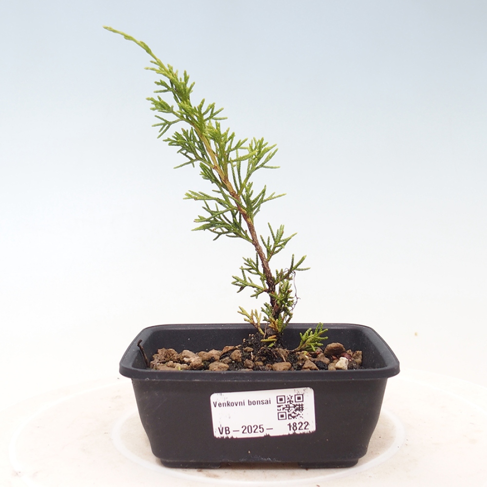 Bonsaï d'extérieur - Juniperus chinensis Itoigawa