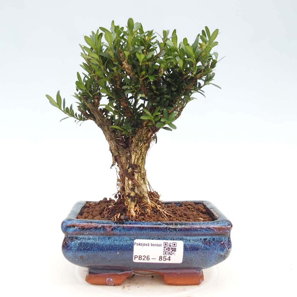 Bonsaï de chambre - Buxus harlandii - buxus liège