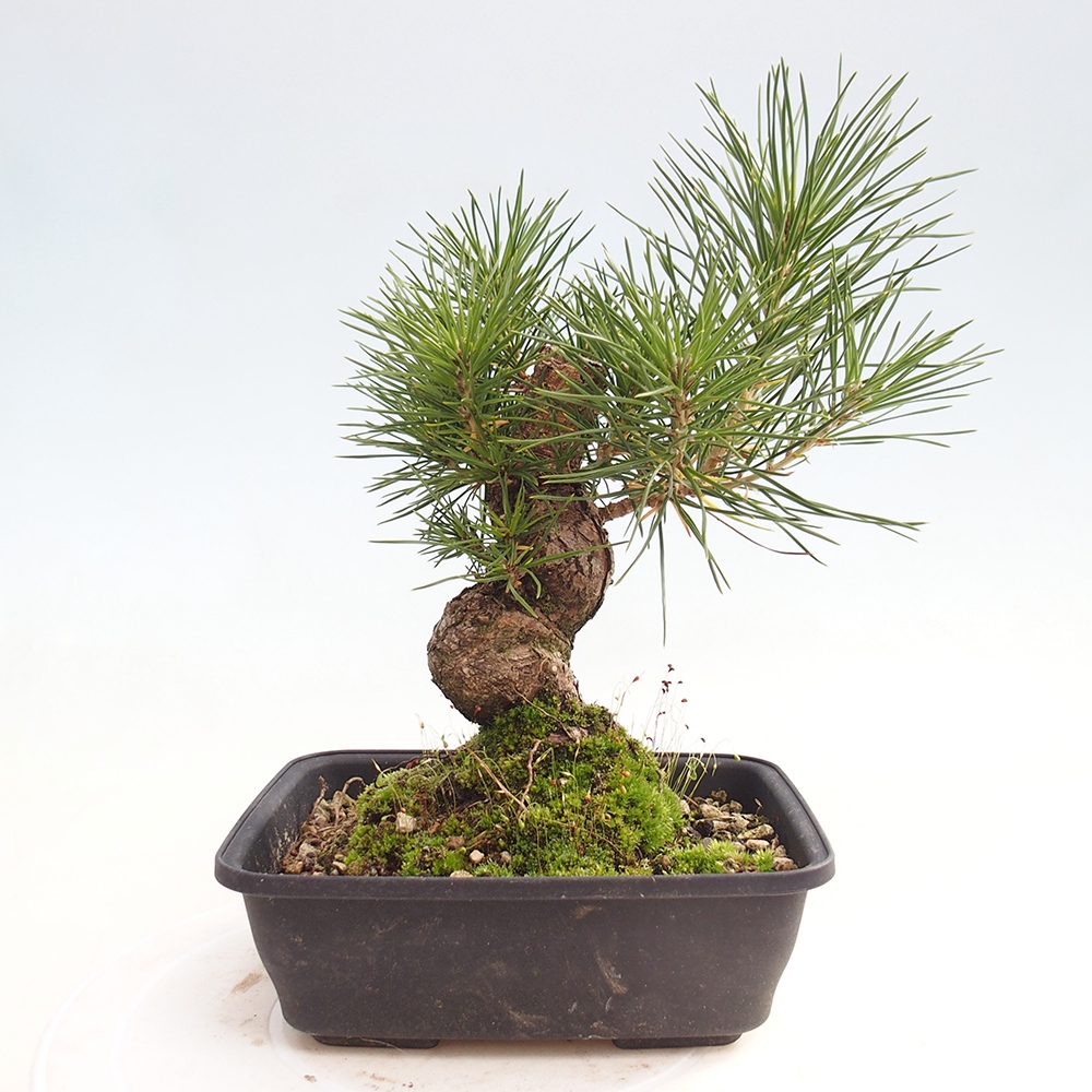 Bonsaï d'extérieur - Pinus thunbergii - Pin de Thunberg