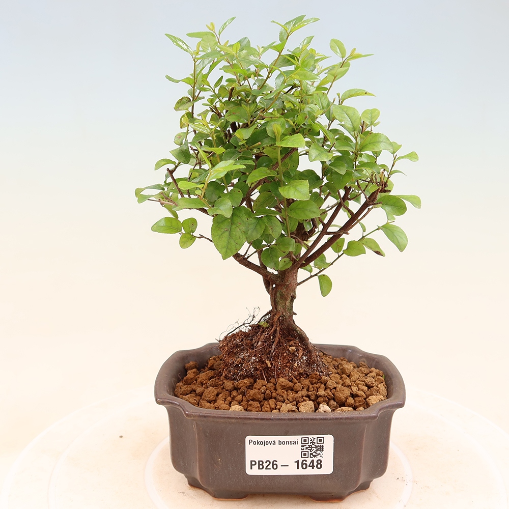 Bonsaï de chambre - Sageretia thea - Sageretia thea