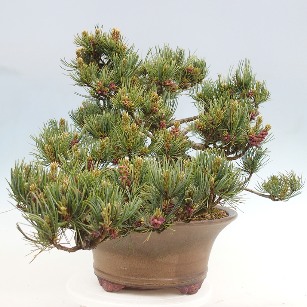 Bonsaï d'extérieur - Pinus parviflora - Pinus parviflora