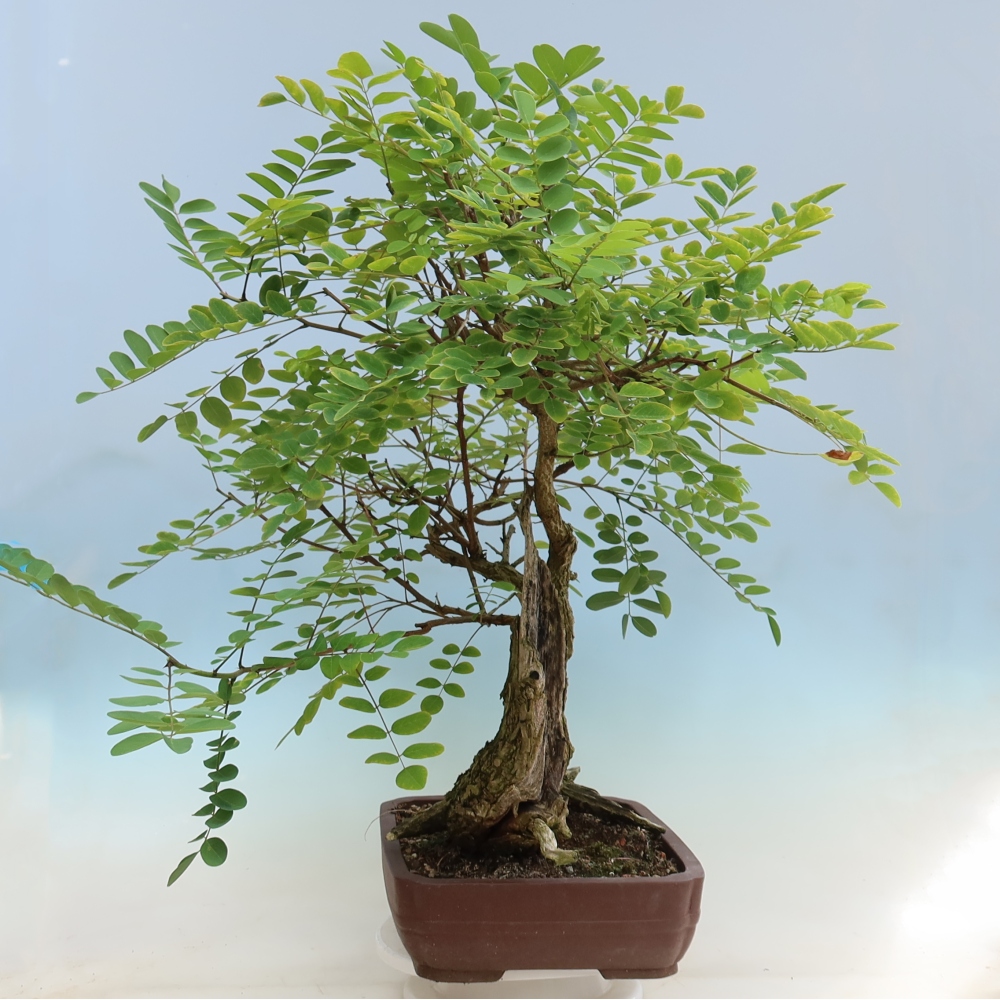 Bonsaï d'extérieur - Acacia épineux - Robinia pseudoacacia