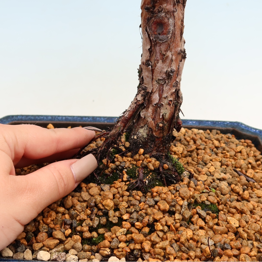 Bonsaï d'extérieur - Juniperus chinensis Kishu