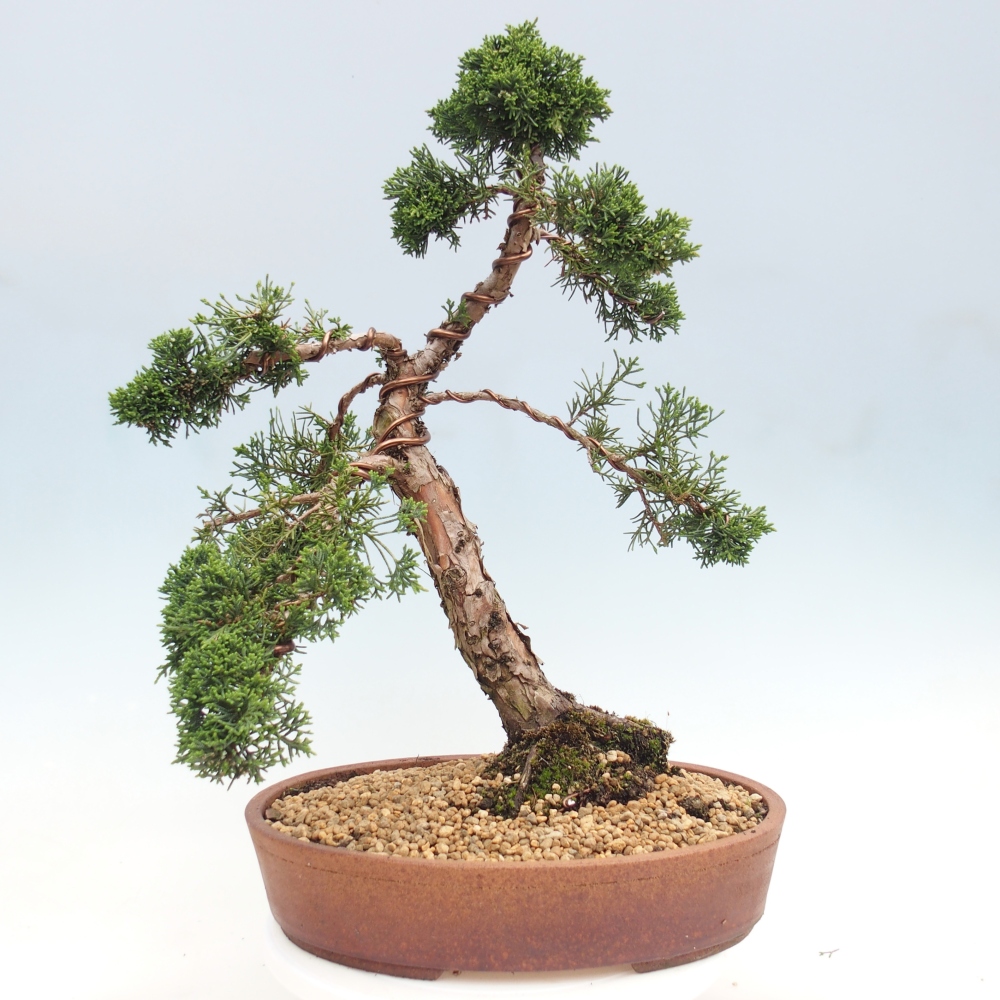 Bonsaï d'extérieur - Juniperus chinensis Kishu