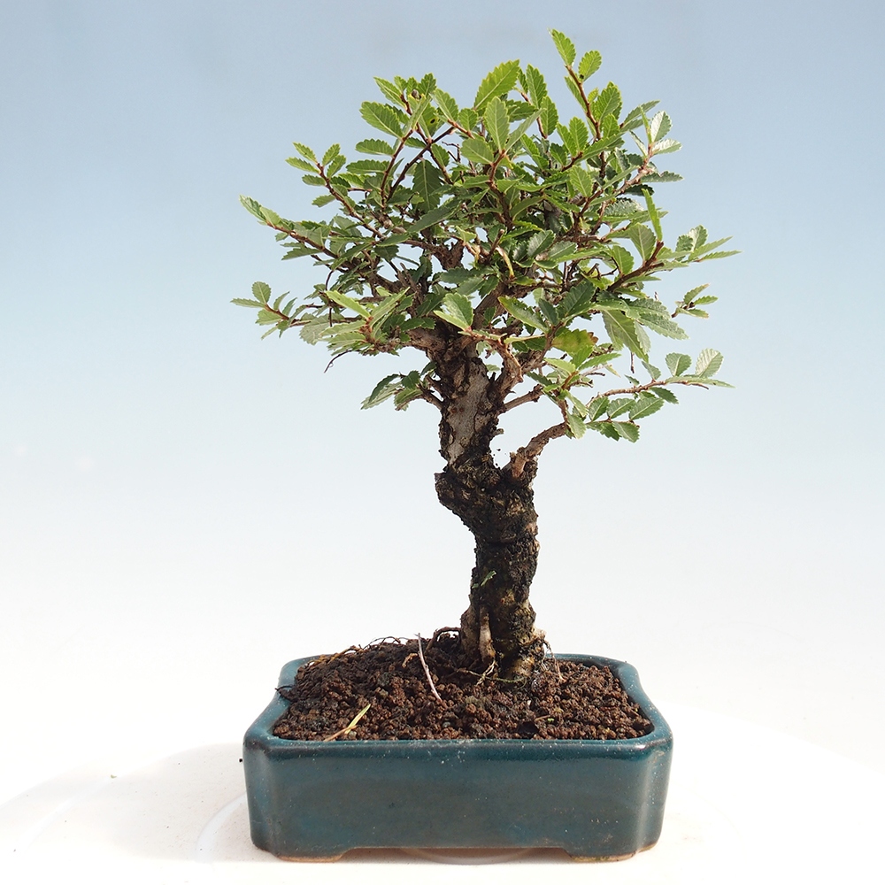 Bonsaï d'extérieur - Zelkova - Zelkova NIRE
