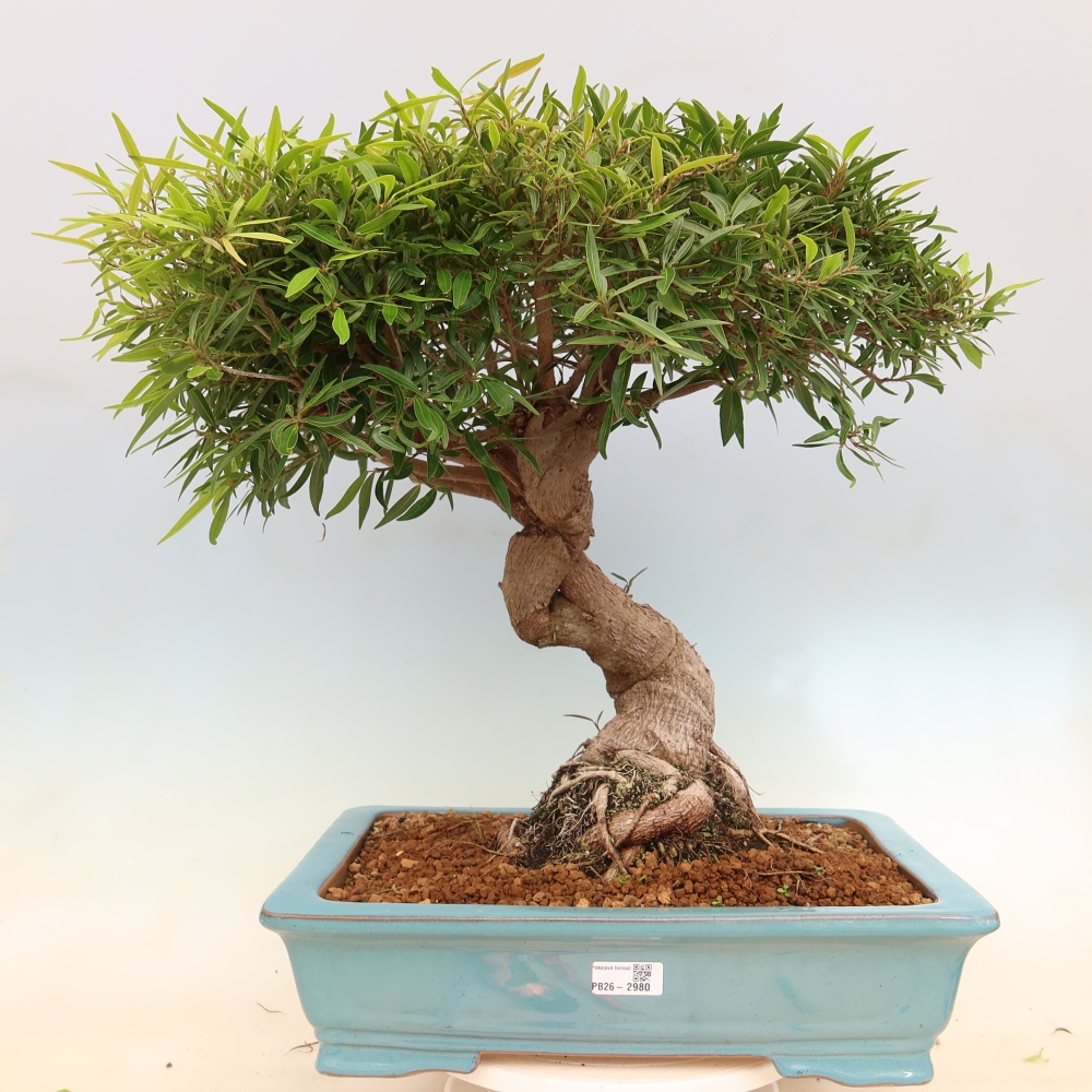 Salle bonsaï - Ficus nerifolia - ficus à petites feuilles