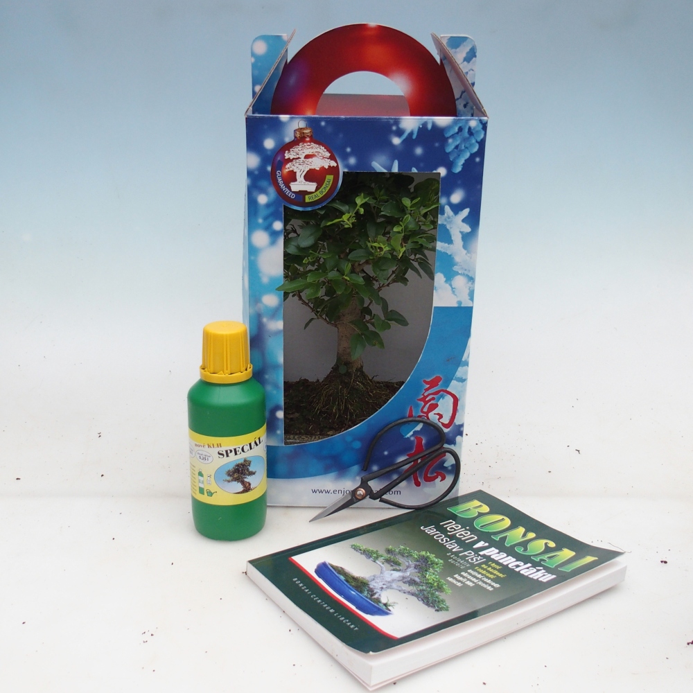 Bonsaï de chambre en boîte cadeau Ligustrum chinensis - Bec d'oiseau