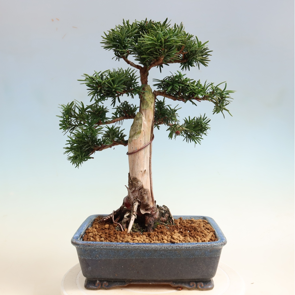 Bonsaï d'extérieur - Taxus cuspidata - If japonais