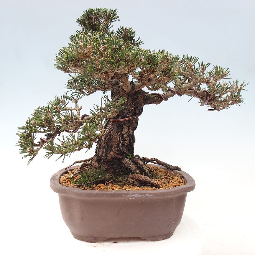 Bonsaï d'extérieur - Pinus thunbergii Kotobuki - Pin de Thunberg