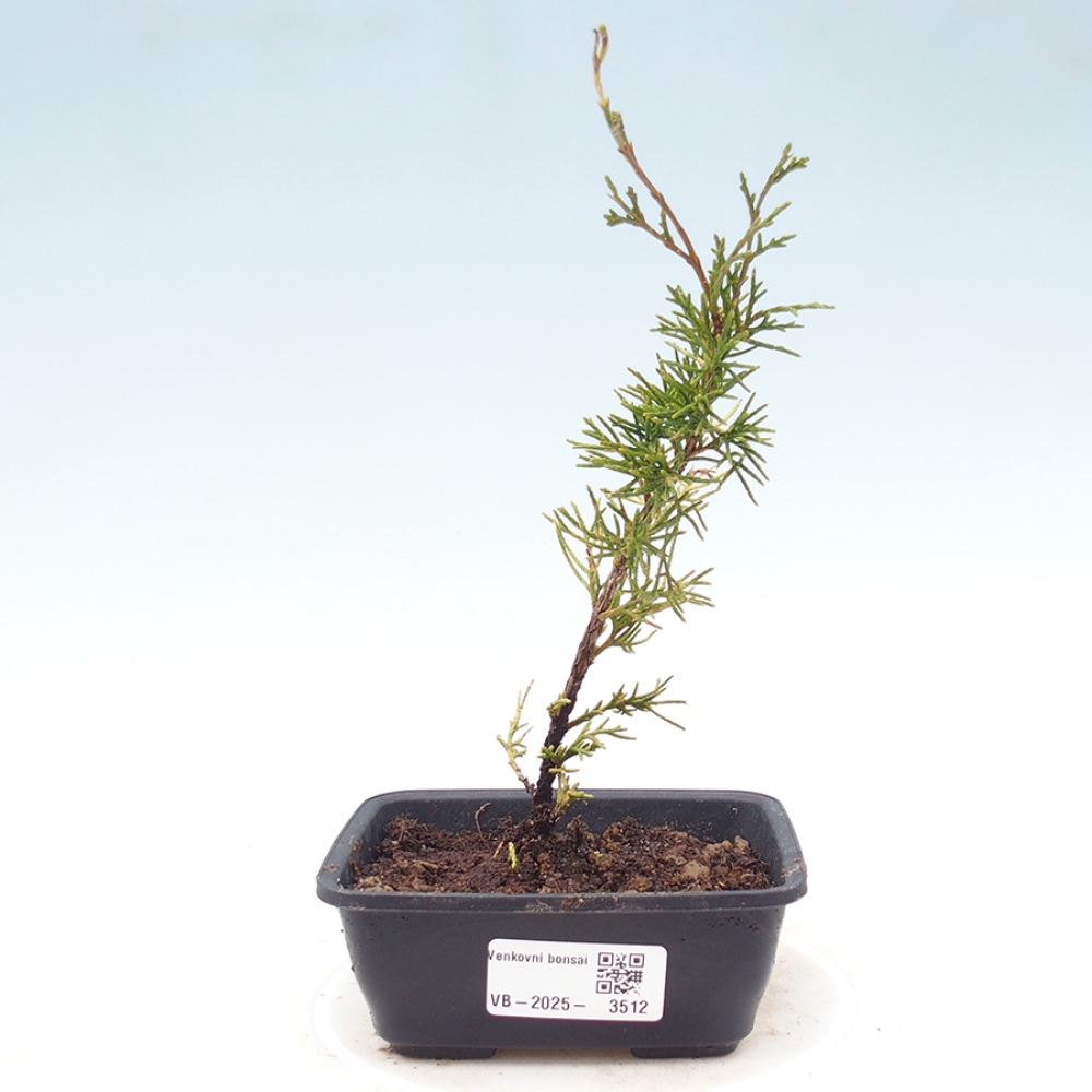 Bonsaï d'extérieur - Juniperus chinensis Itoigawa