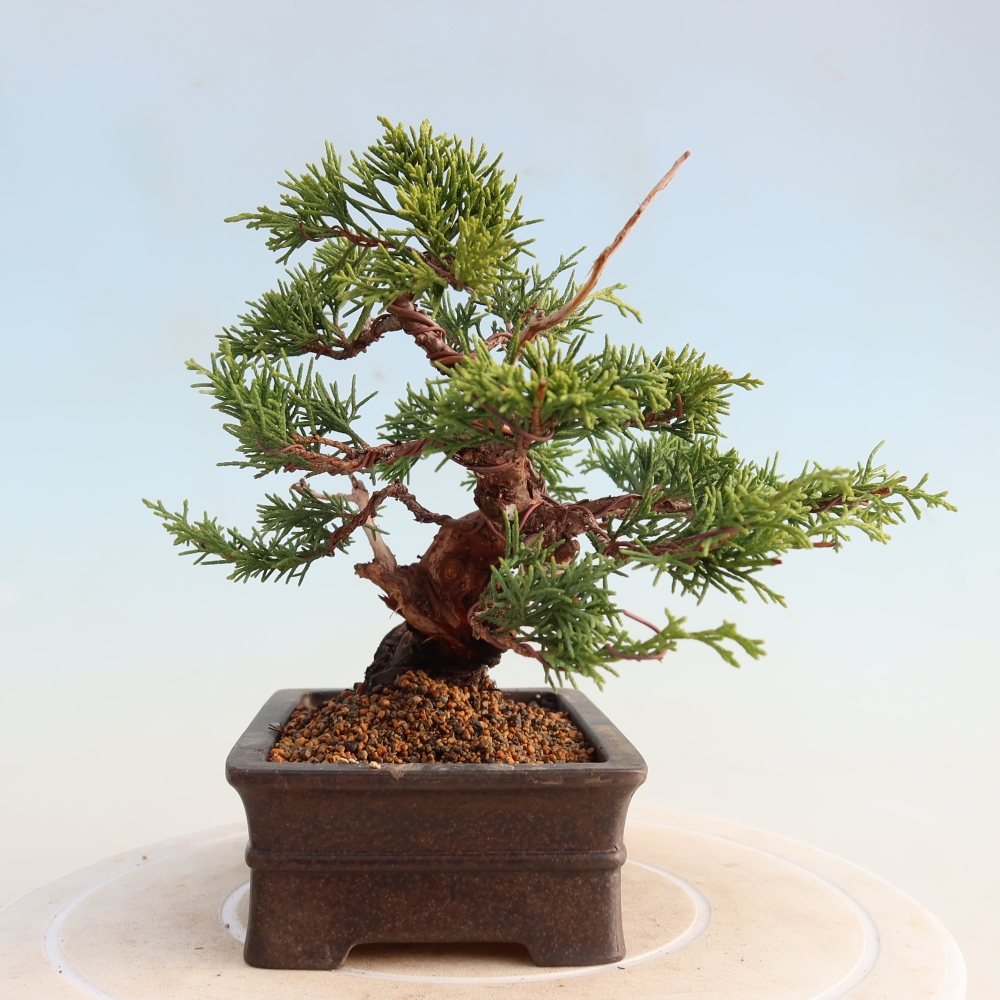 Bonsaï d'extérieur - Juniperus chinensis Itoigawa