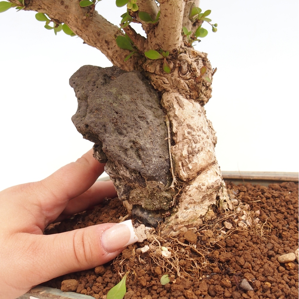 Bonsaï d'extérieur - Berberis coreana