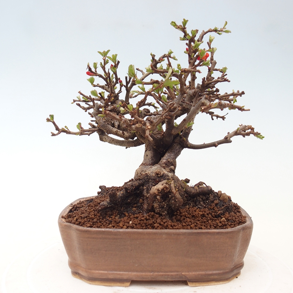 Bonsaï d'extérieur - Chaneomeles speciosa - Coing