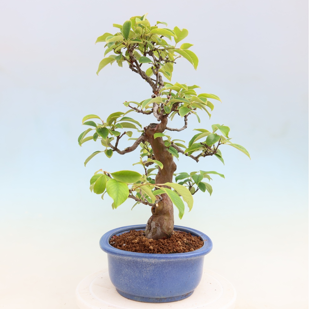 Bonsaï d'extérieur - Pseudocydonia sinensis - cognassier chinois