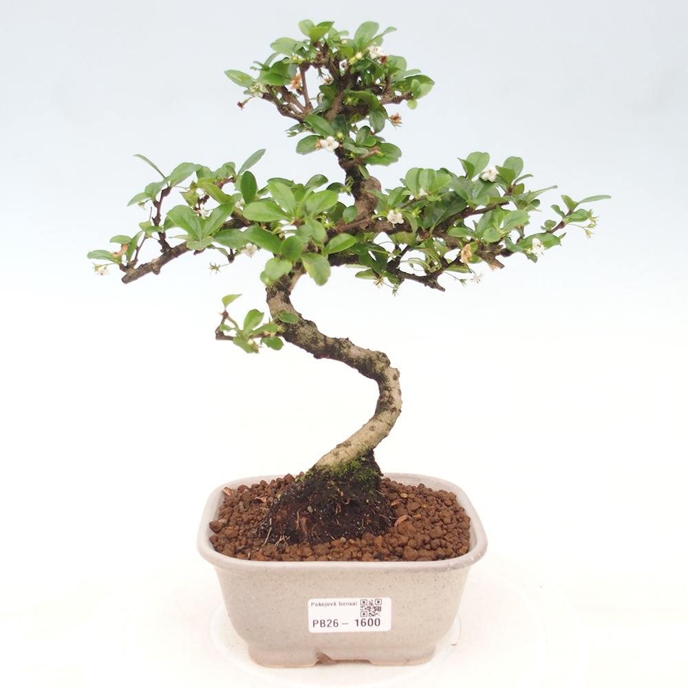 Bonsaï de chambre - Carmona macrophylla - Tea fuki