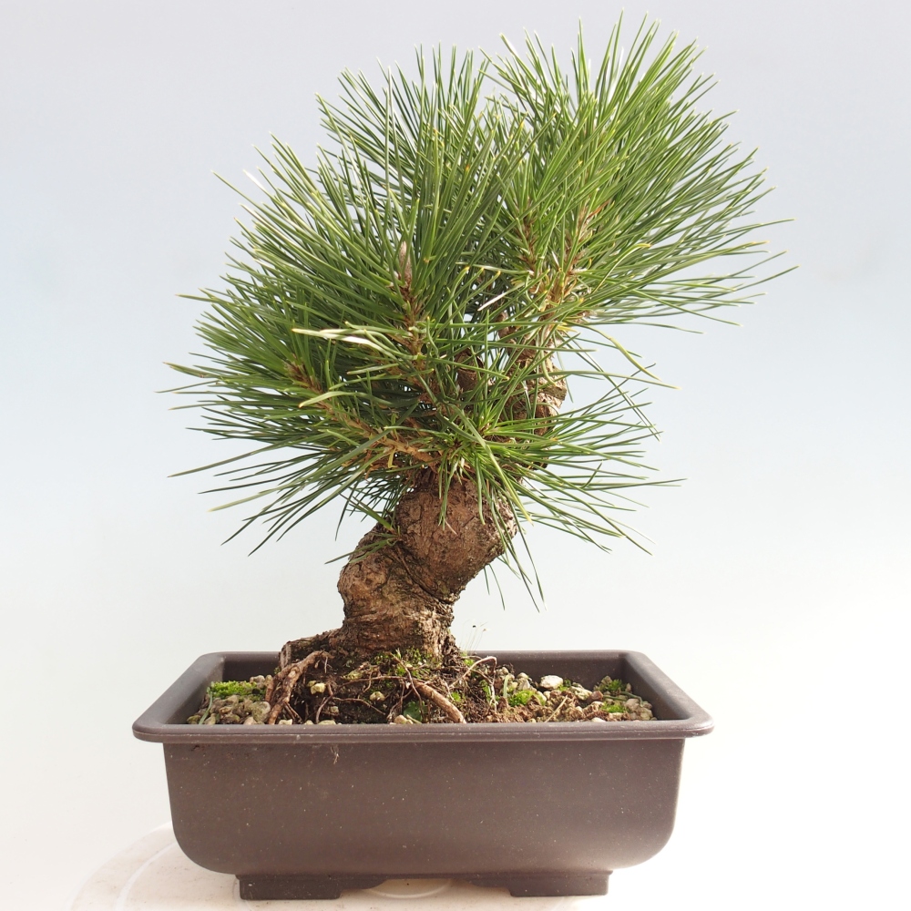 Bonsaï d'extérieur - Pinus thunbergii - Pin de Thunberg