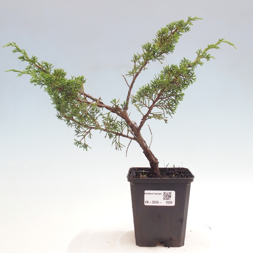 Bonsaï d'extérieur - Juniperus chinensis Itoigawa
