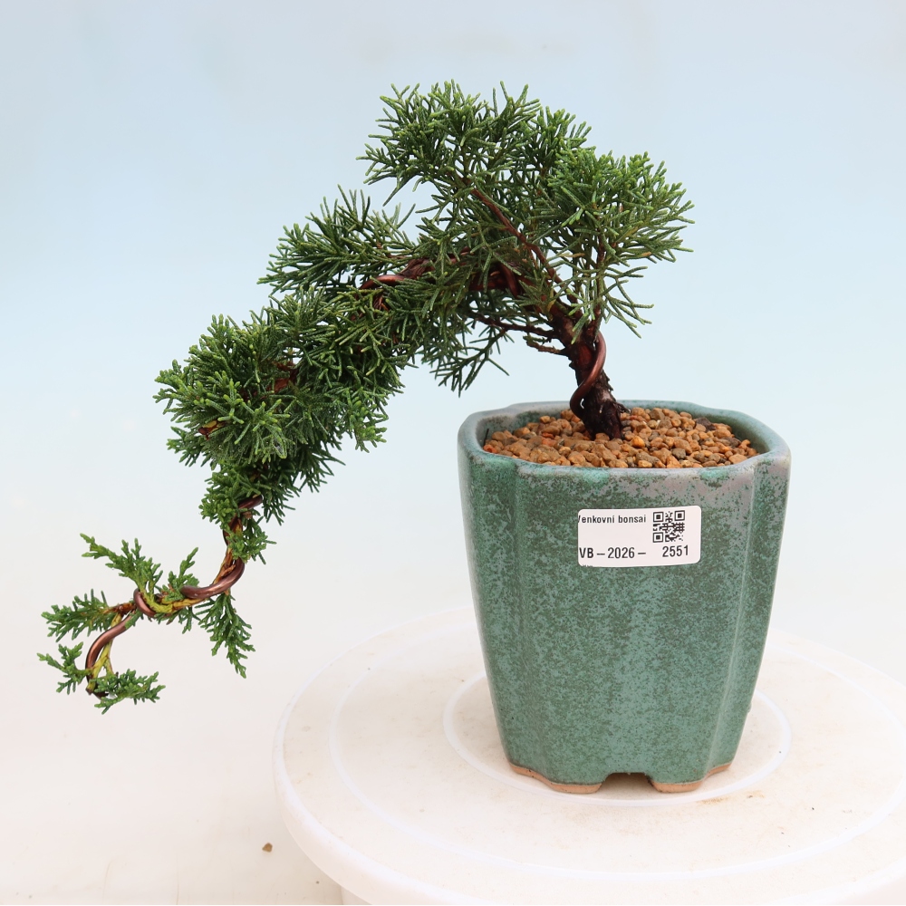 Bonsaï d'extérieur - Juniperus chinensis Kishu