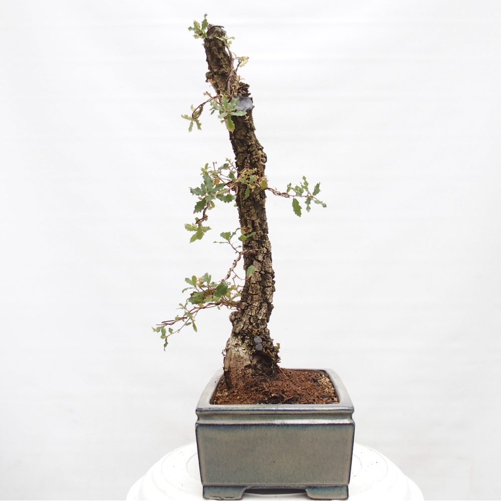 Yamadori - Quercus Ilex - Chêne vert