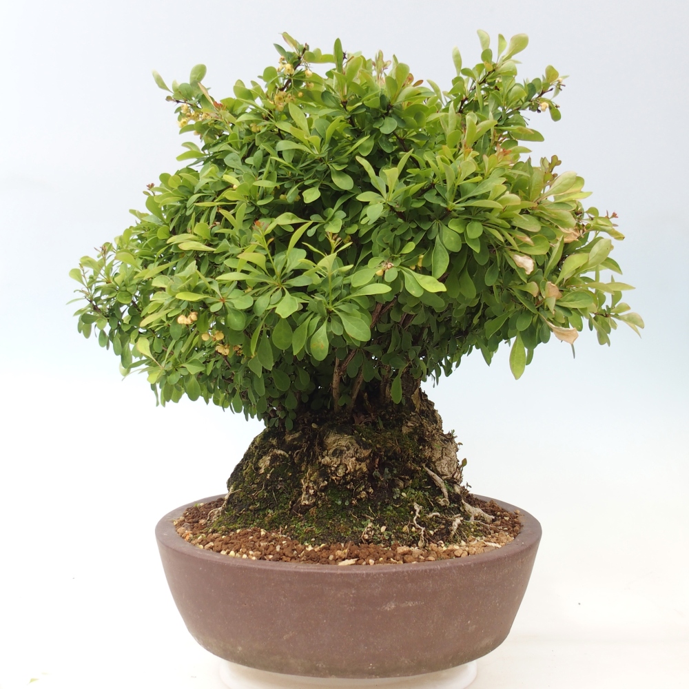 Bonsaï d'extérieur - Épine-vinette - Berberis thunbergii atropurpurea