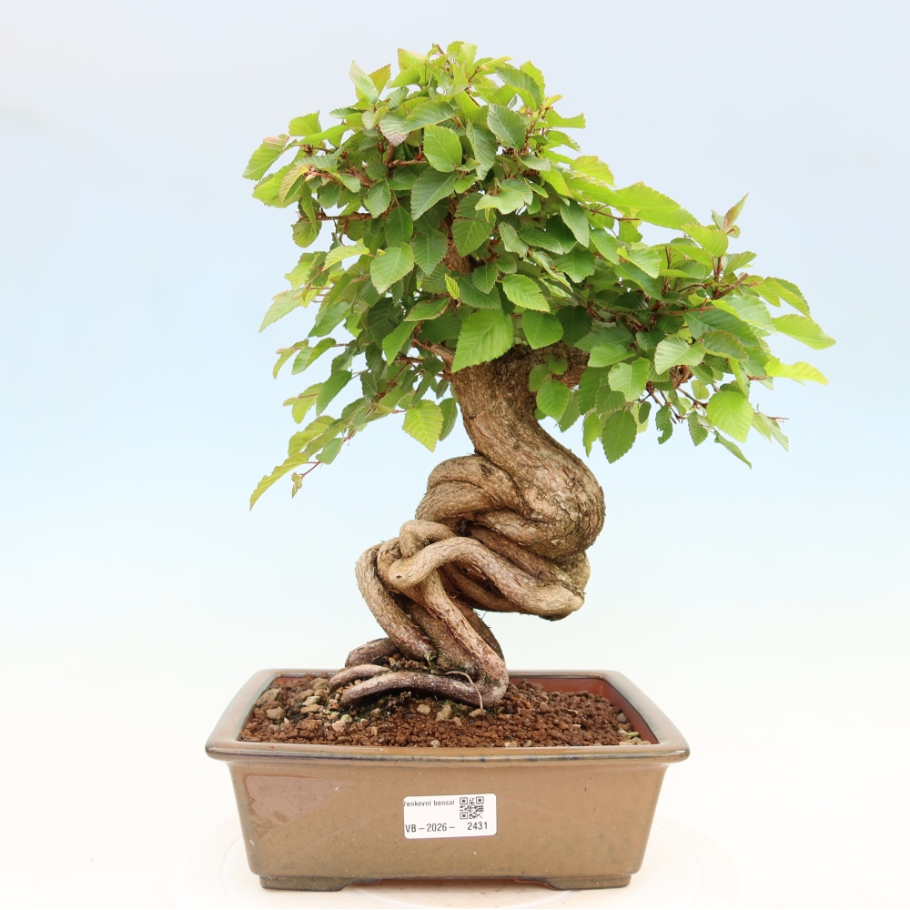 Bonsaï d'extérieur -Carpinus Coreana - Charme de Corée