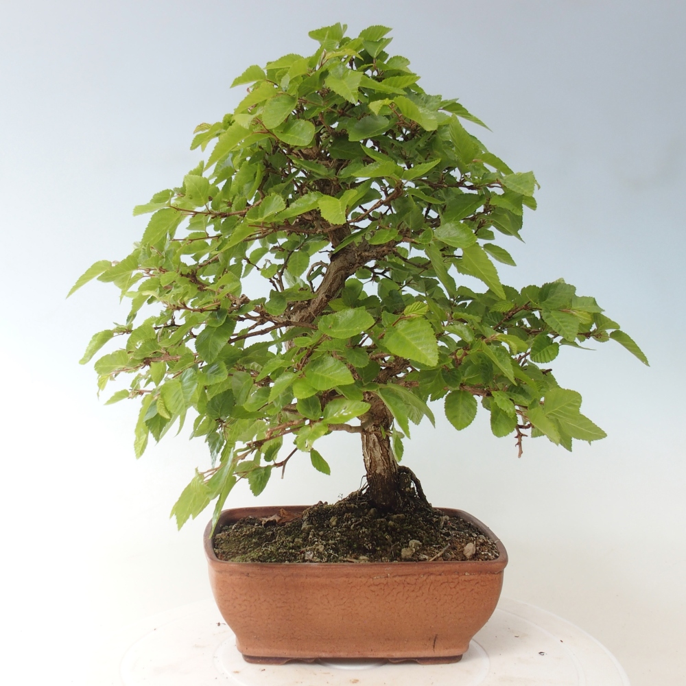 Bonsaï d'extérieur -Carpinus CARPINOIDES - Charme de Corée