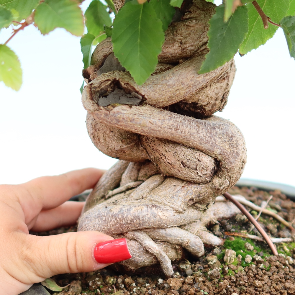 Bonsaï d'extérieur -Carpinus Coreana - Charme de Corée