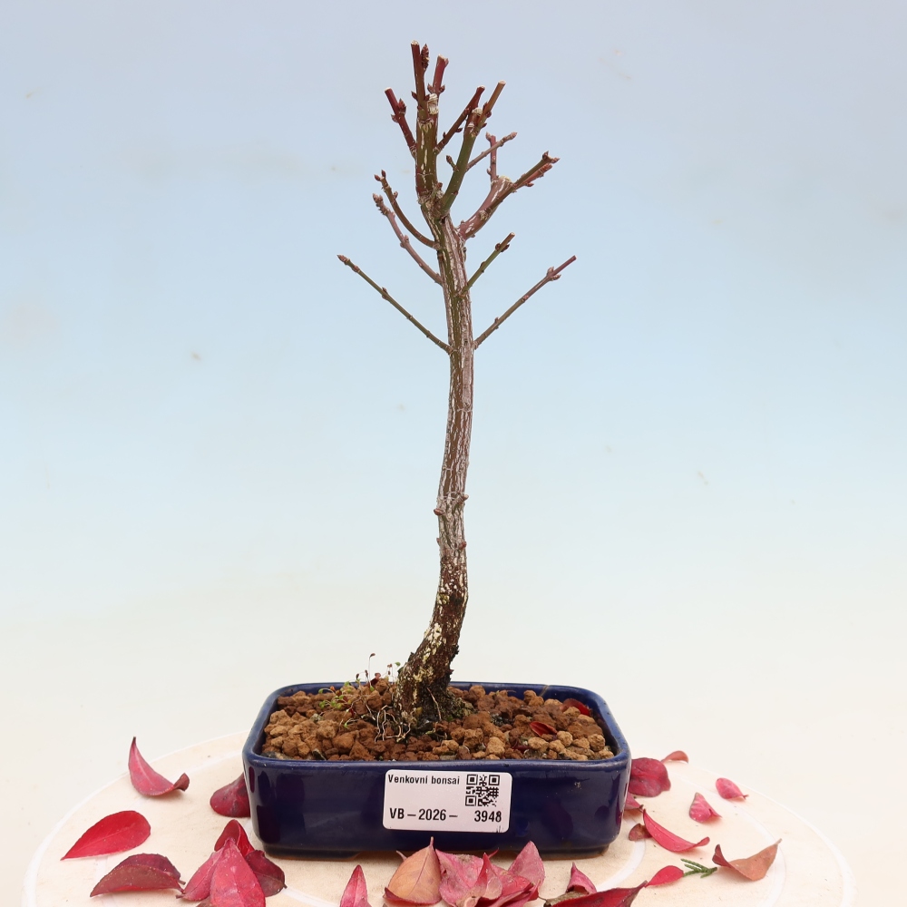 Bonsaï d'extérieur -  Euonymus alatus comactus  - fusain ailé