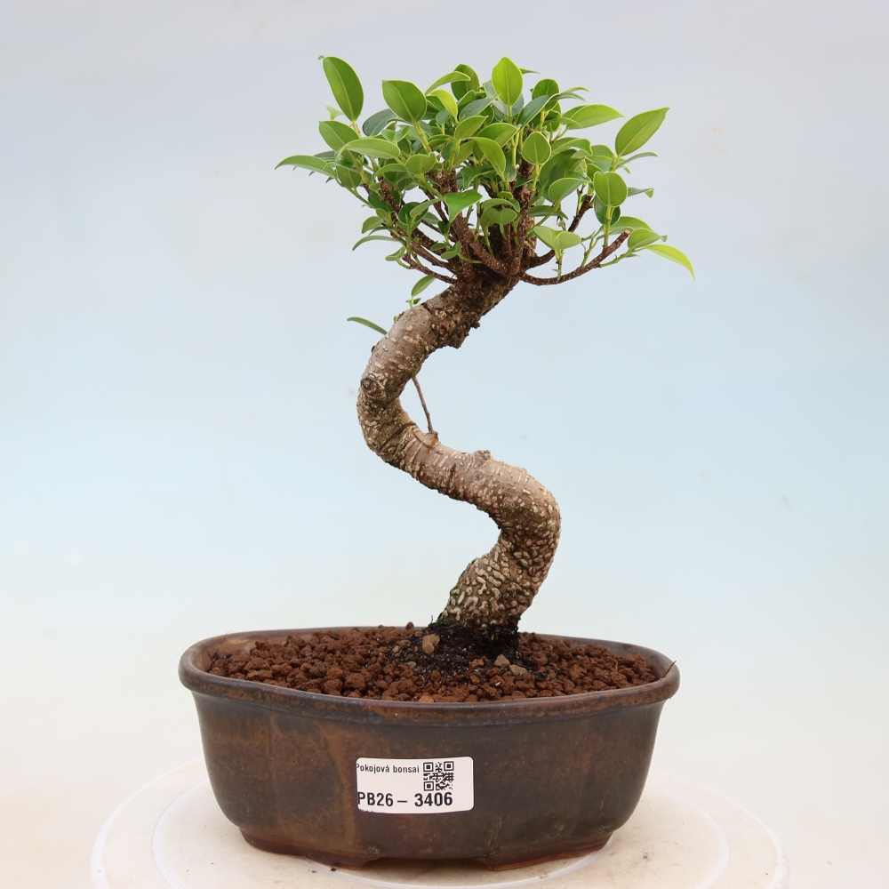 Salle bonsaï - Ficus kimmen - ficus à petites feuilles