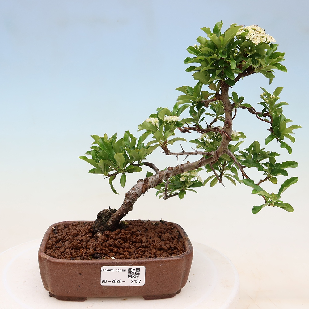 Bonsaï d'extérieur - Pyracantha teton - Pyracantha écarlate