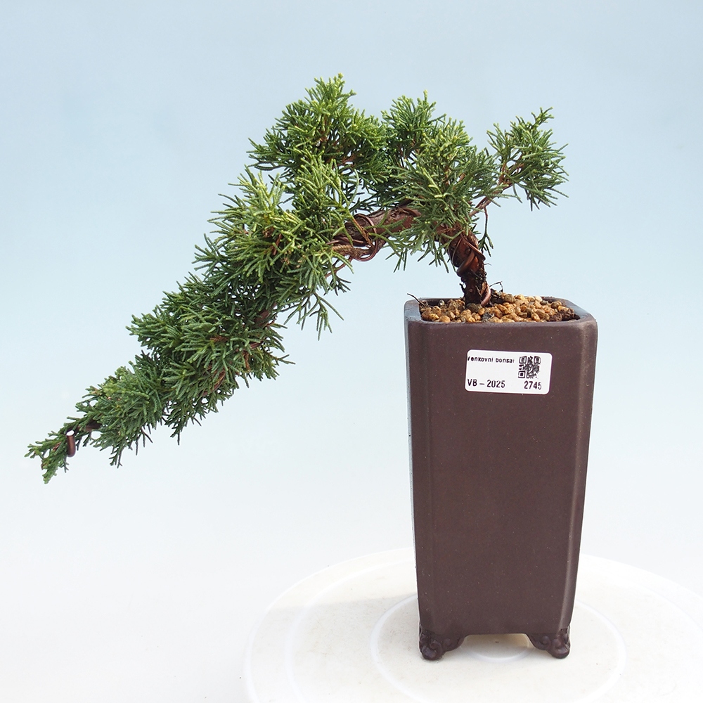Bonsaï d'extérieur - Juniperus chinensis Kishu