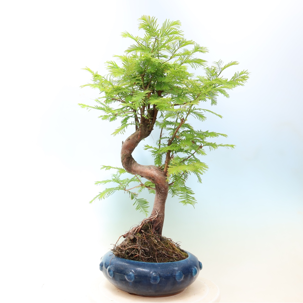 Bonsaï d'extérieur - Metasequoia glyptostroboides - Metasequoia chinois